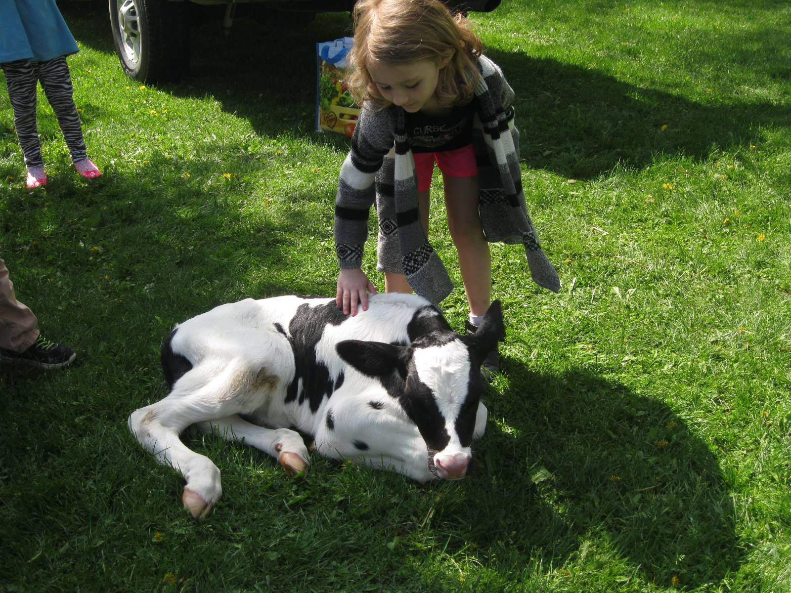 Student pets a calf.