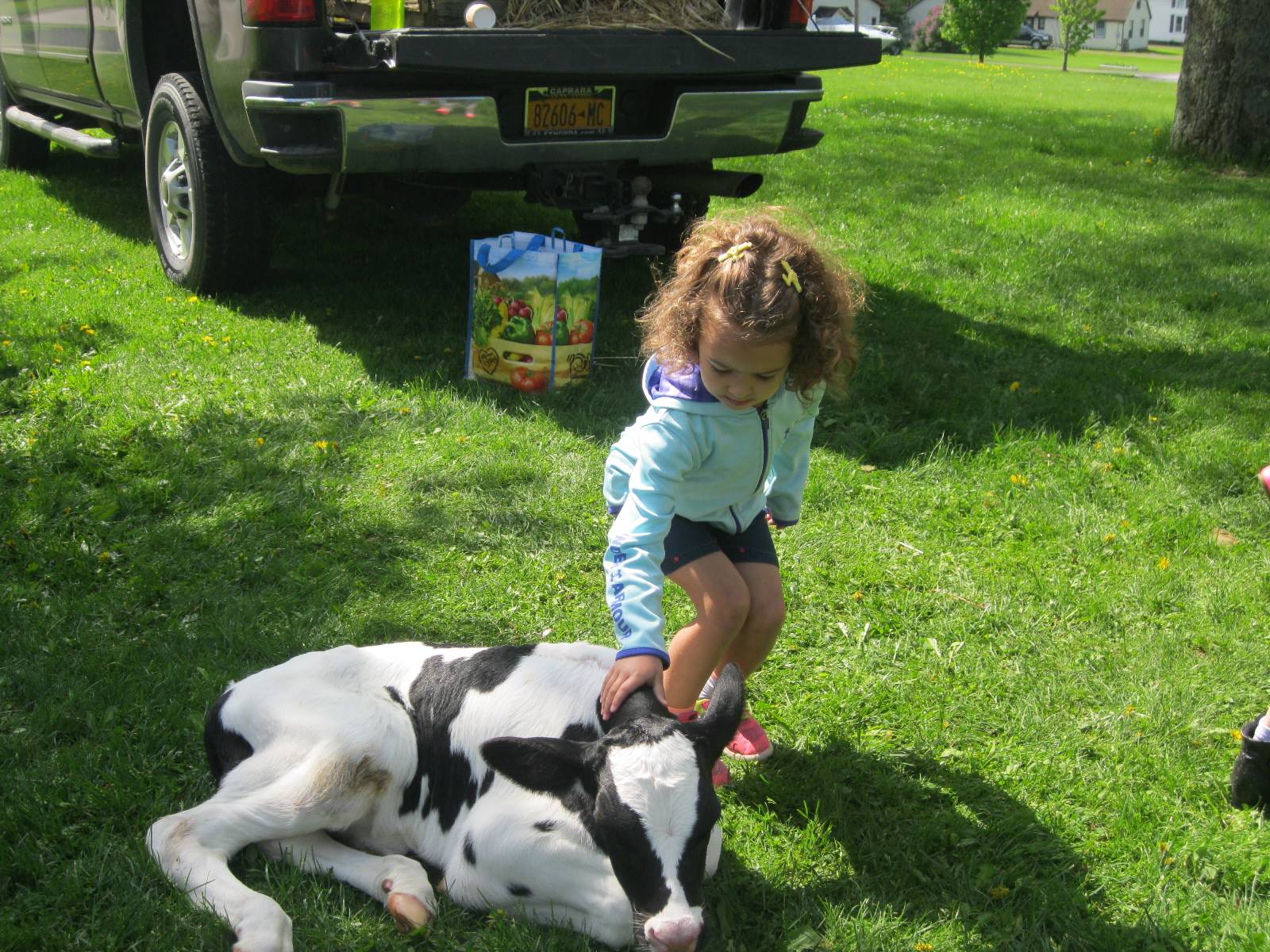 Student pets a calf.