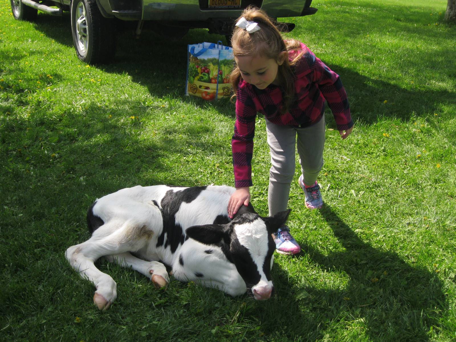 Student pets a calf.