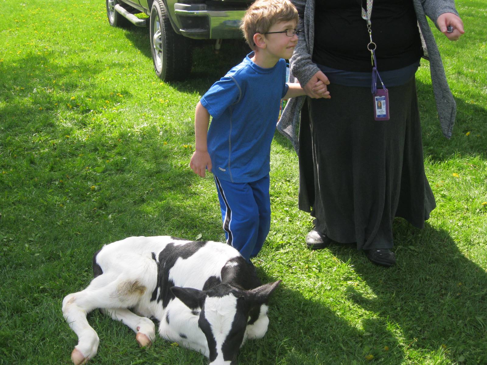 Student pets a calf.