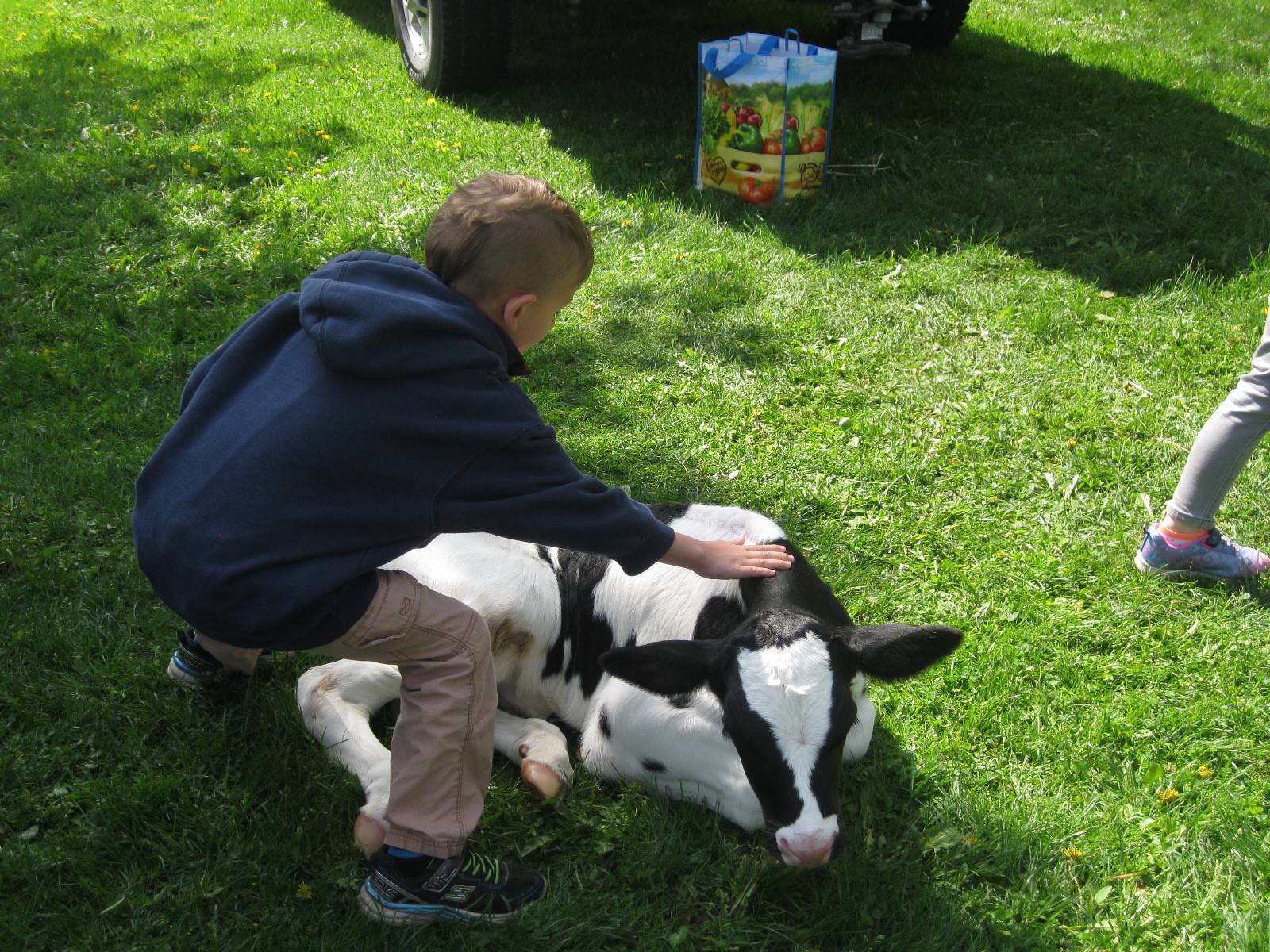 kindergartener pets a calf.