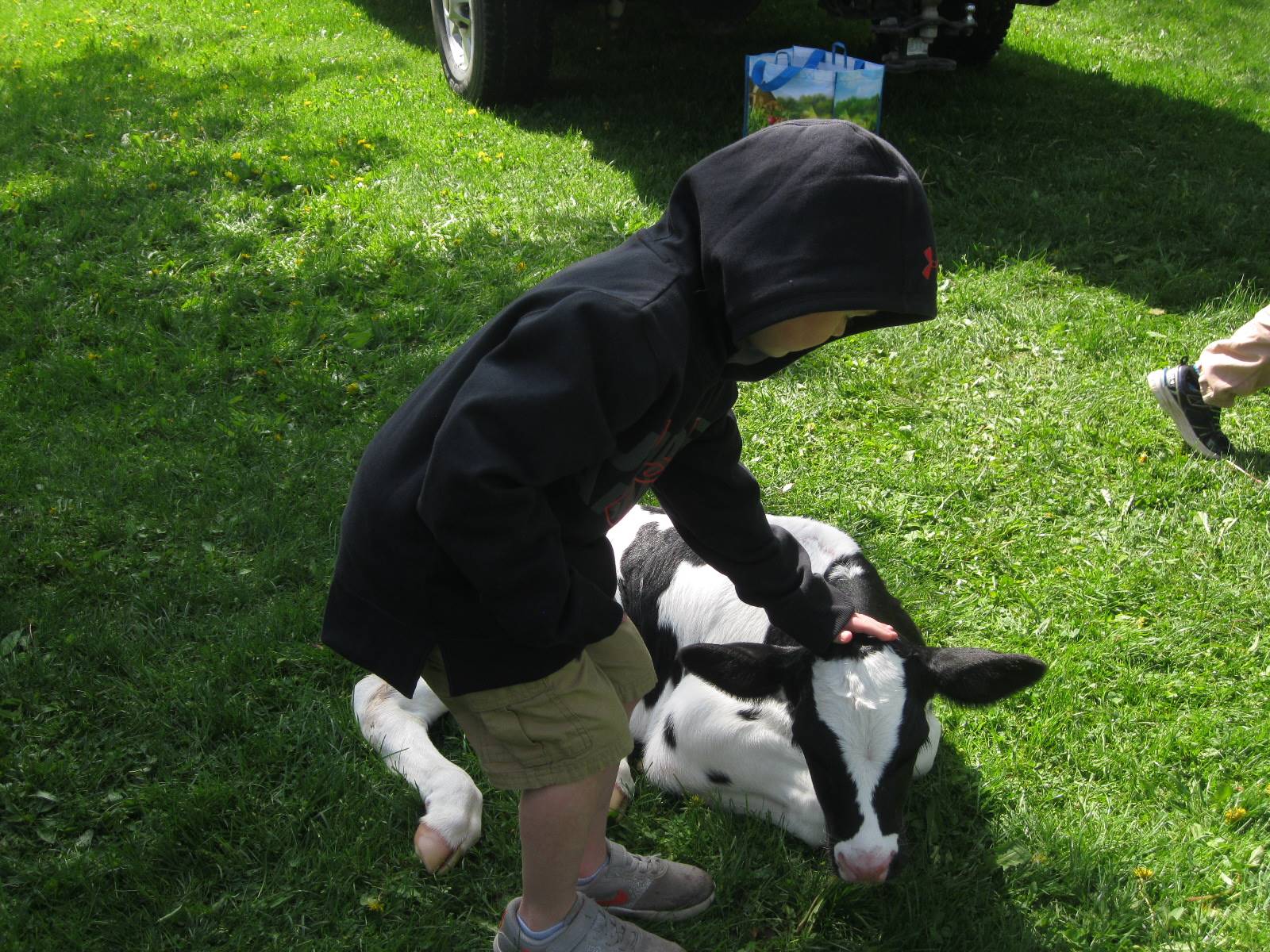 Student pets a calf.