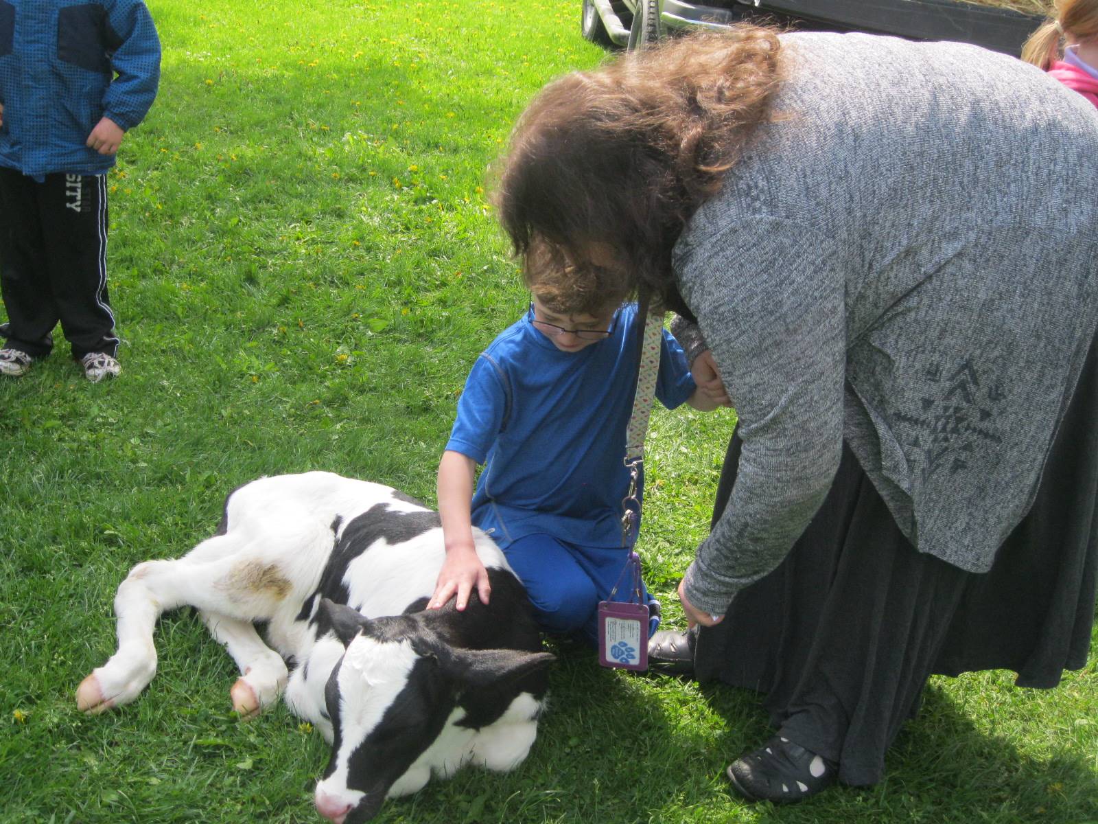 Student and staff member pet a calf.