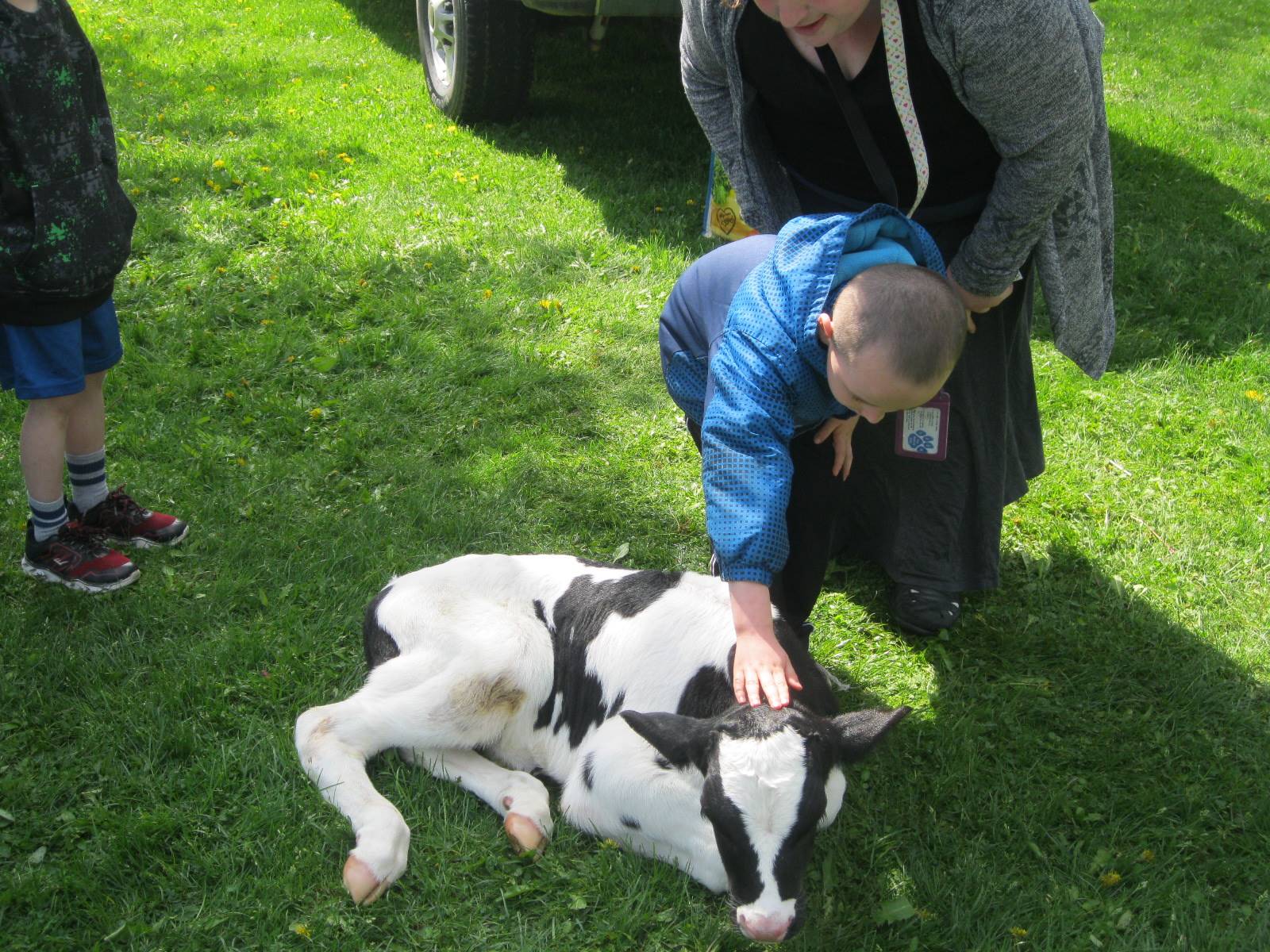 Student pets a calf.