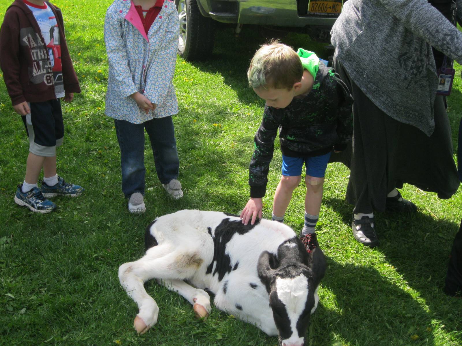 Student pets a calf.