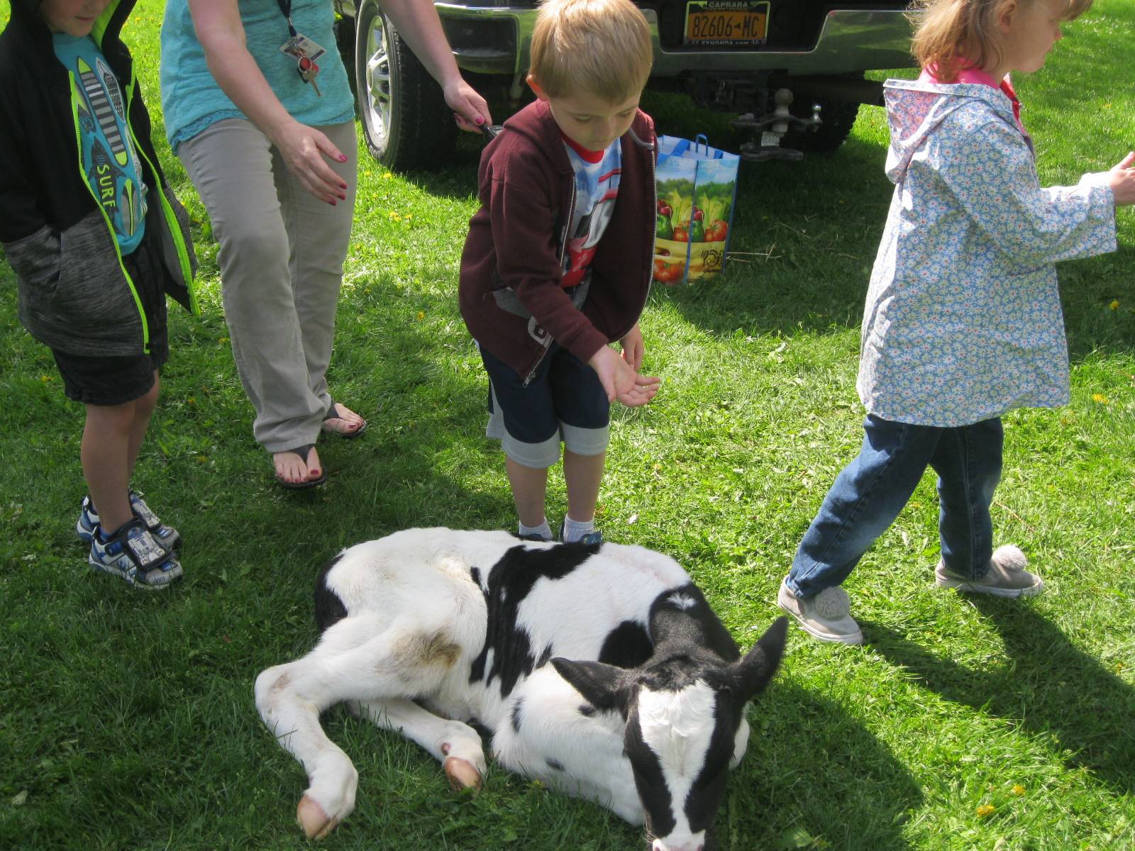 Student pets a calf.