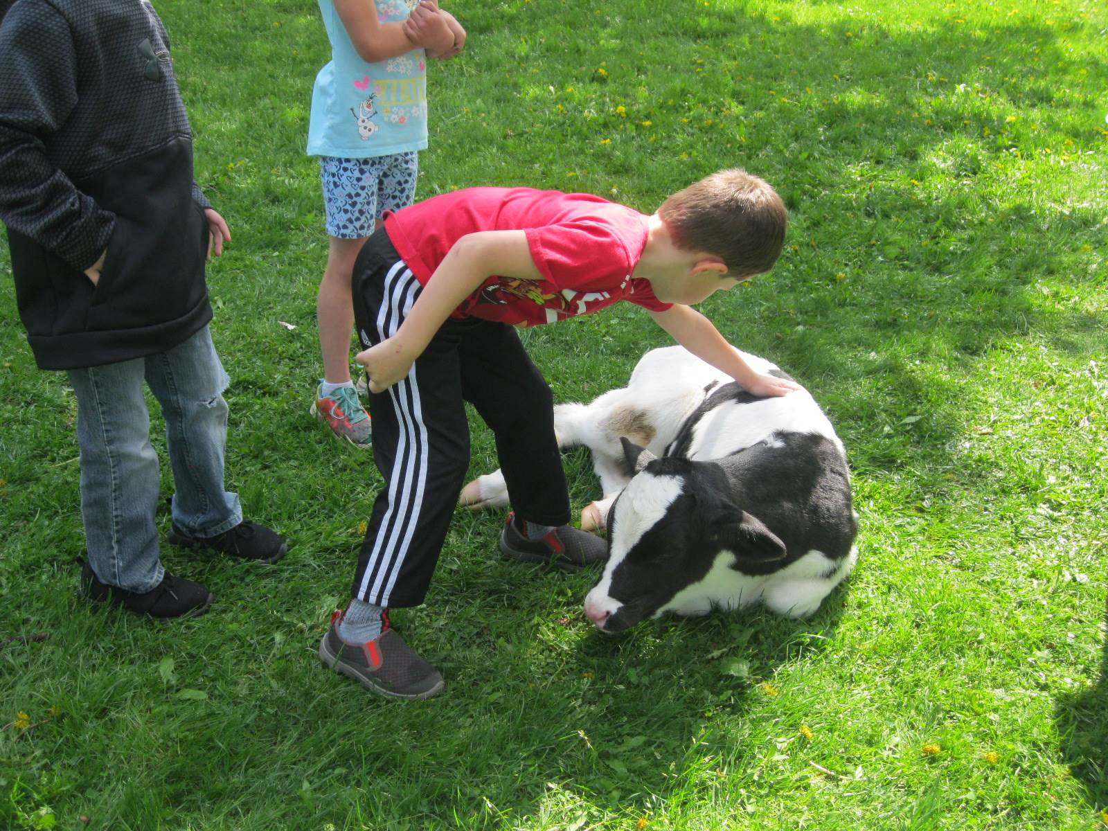 Student pets a calf named Oliver