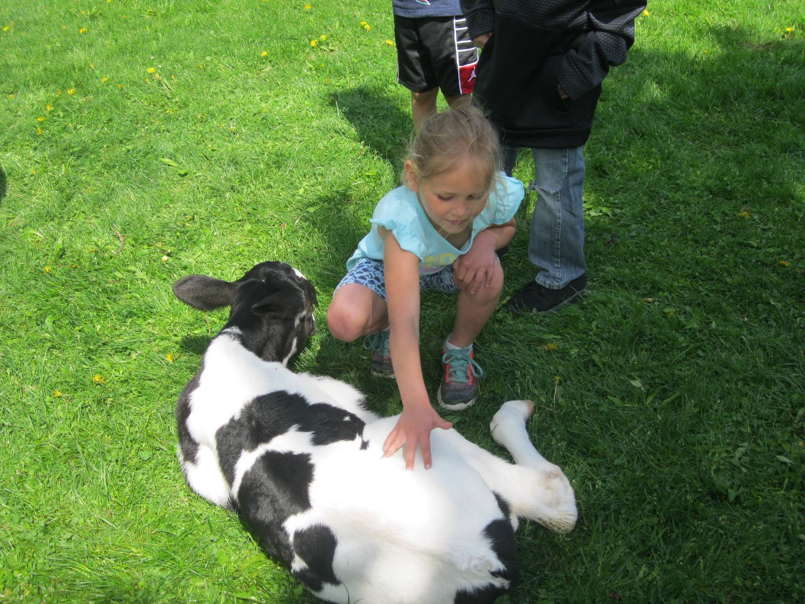 Student pets a calf called Oliver.