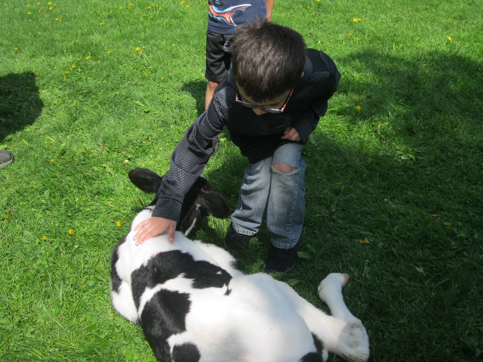 Student pets a calf.