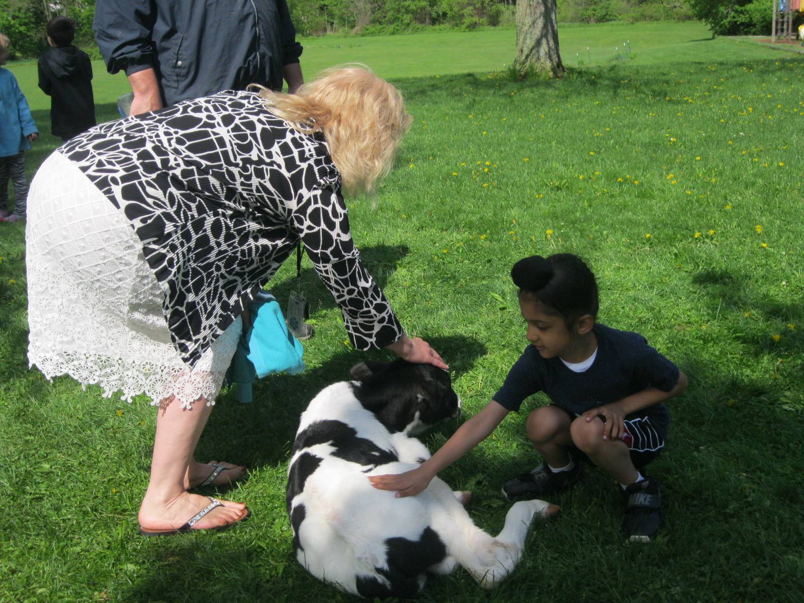 Student and staff member pet a calf.