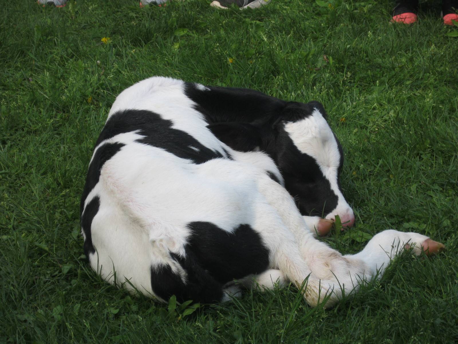 Oliver, a 2 day old calf