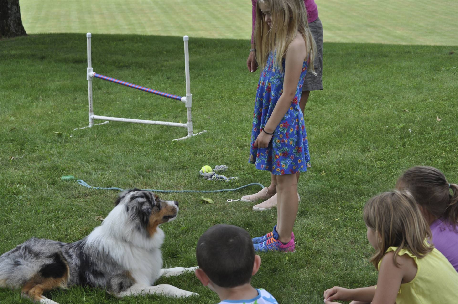 A student gives a therapy dog a lay down command.