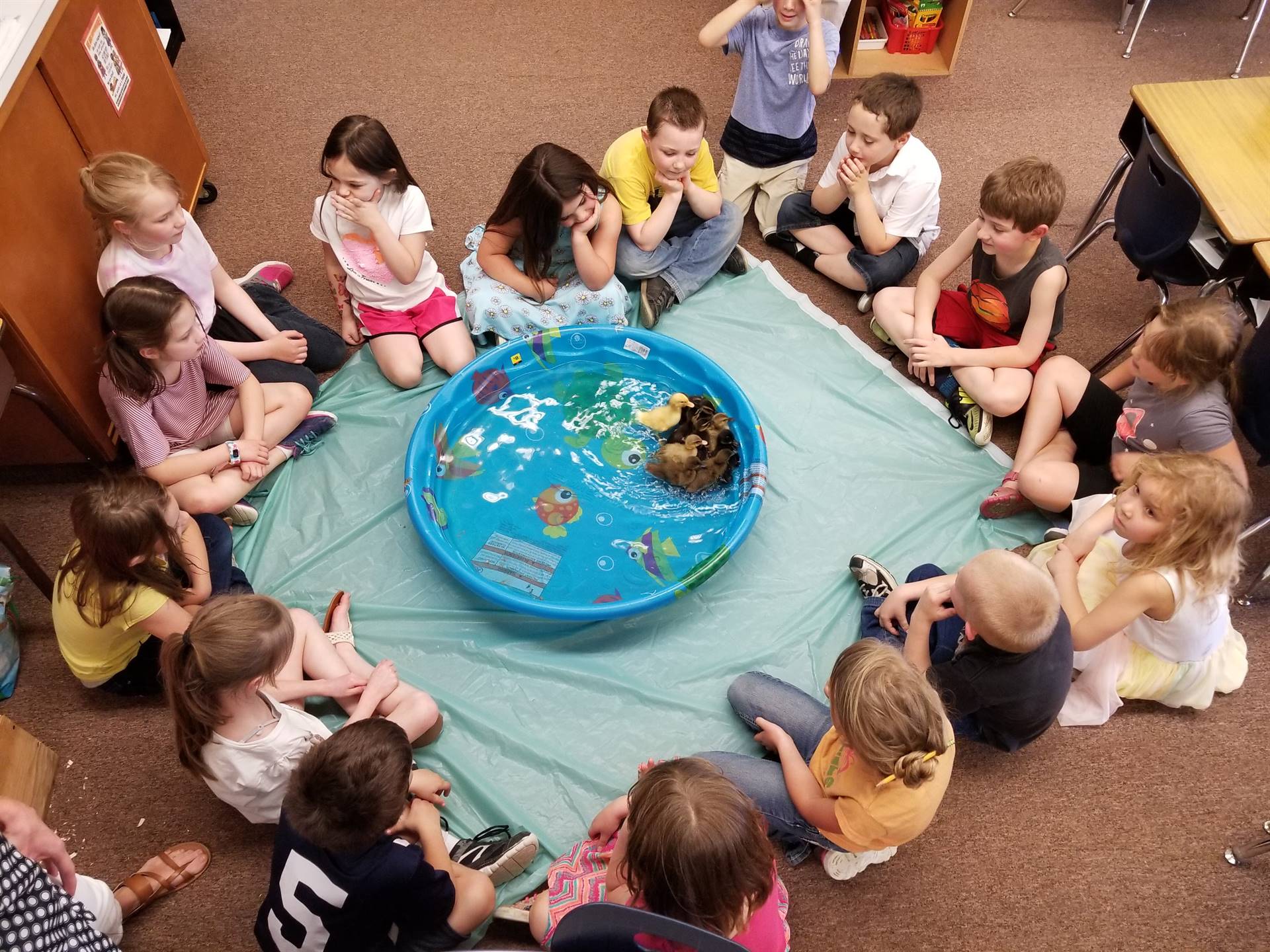 first grade class observe ducklings as they swim.