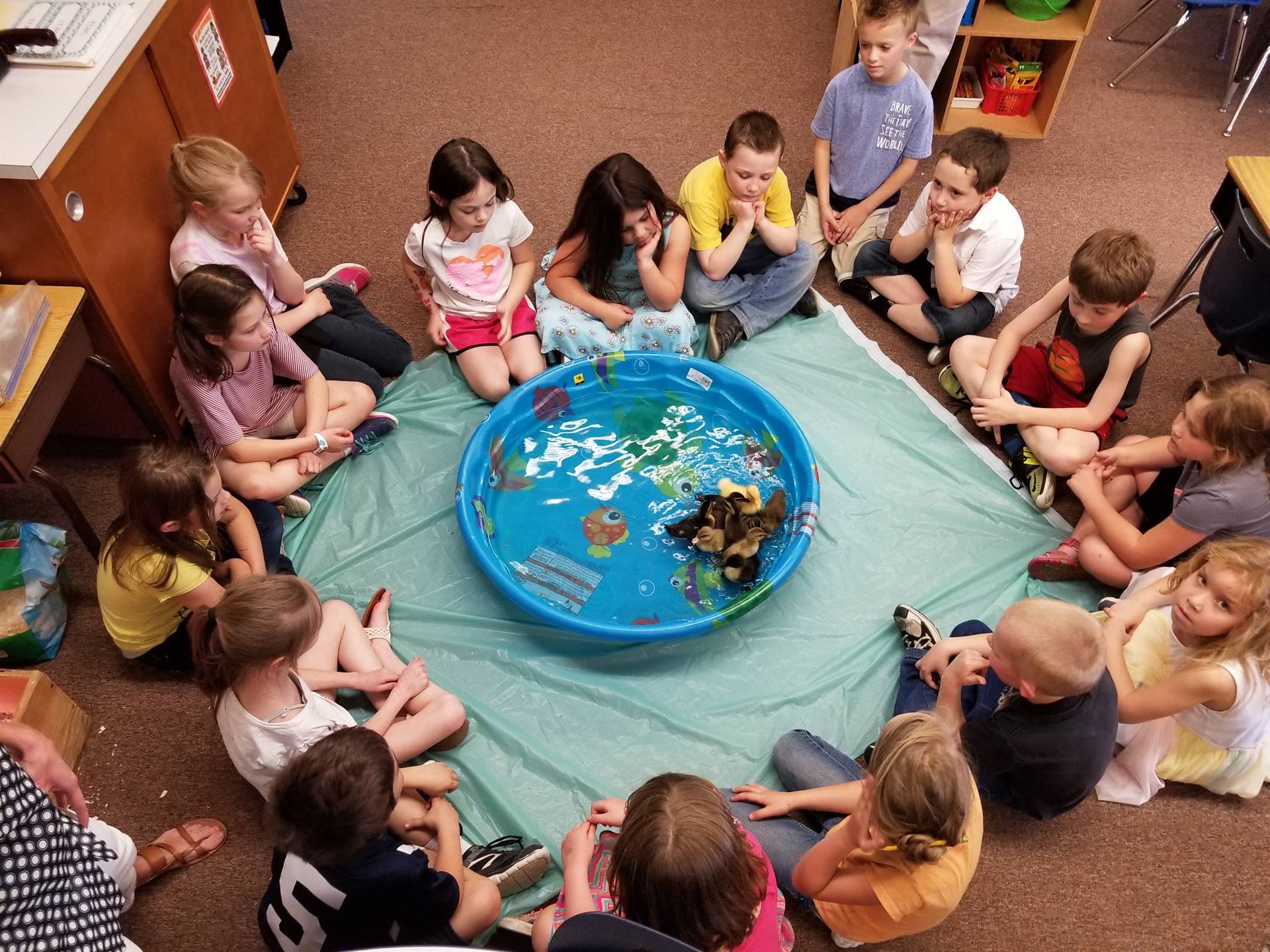 first grade class observe ducklings as they swim.