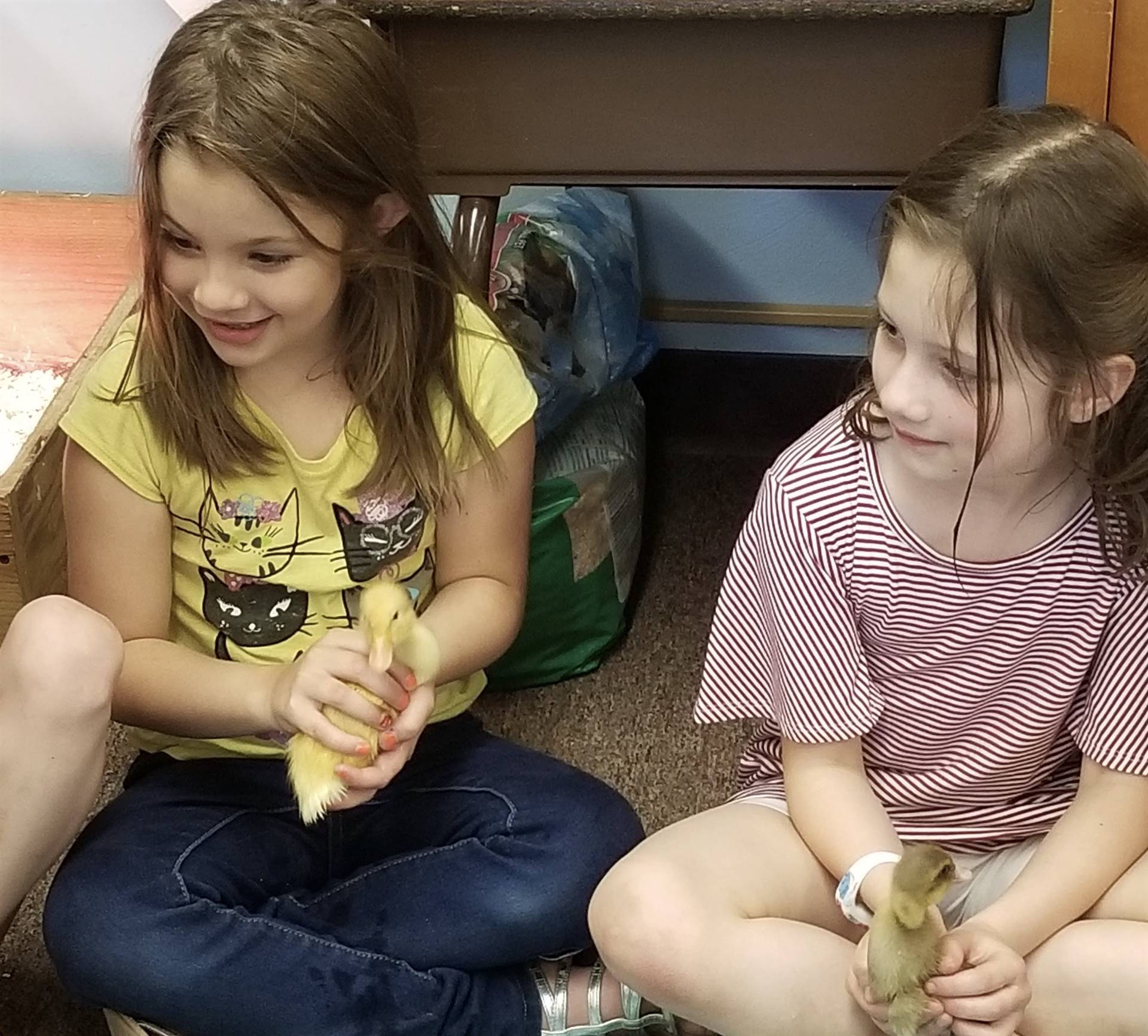 first graders learn how to hold ducklings.