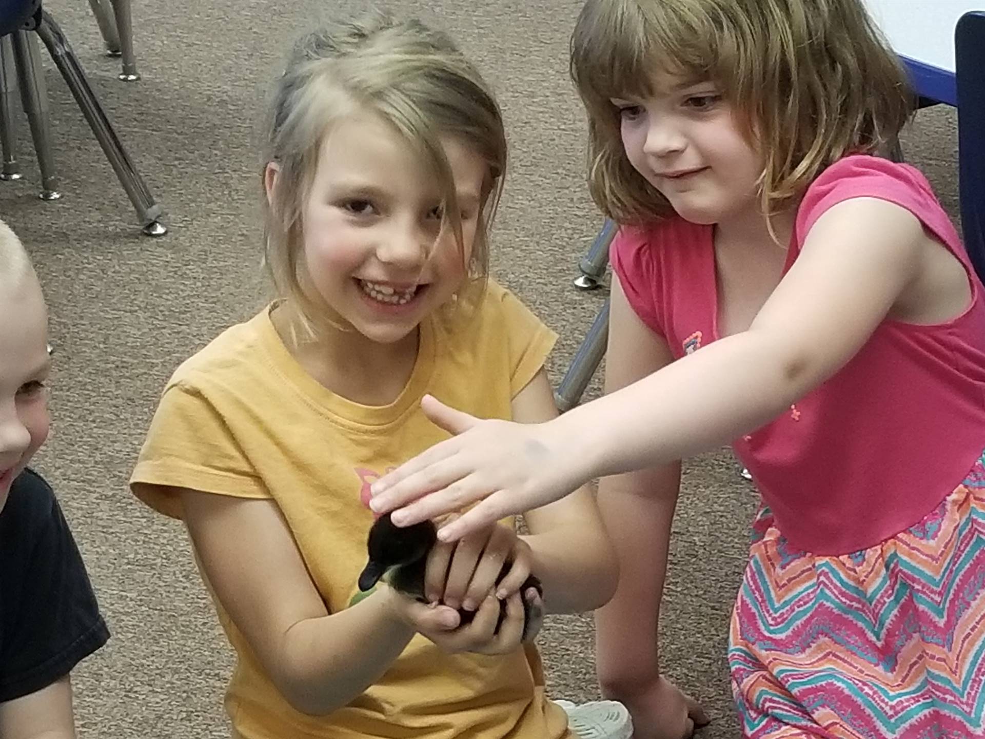 first grader holds a duckling while another pets the duckling.