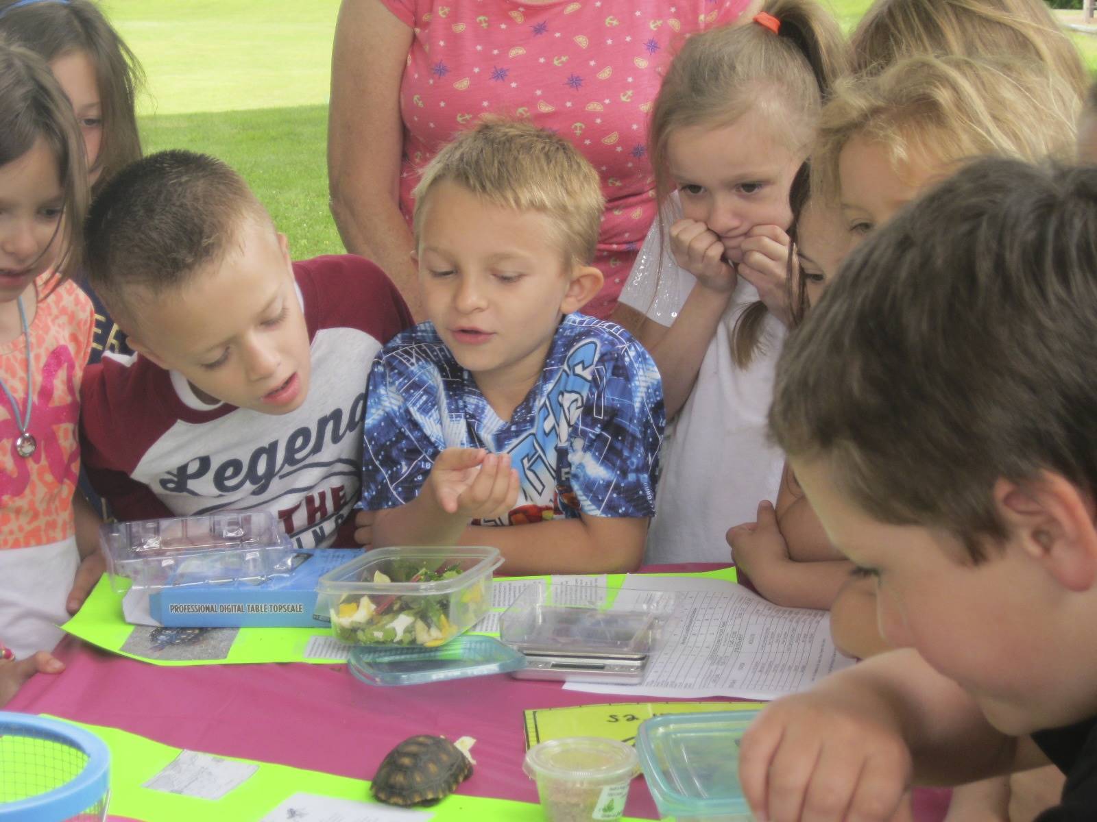 students look at a turtle.