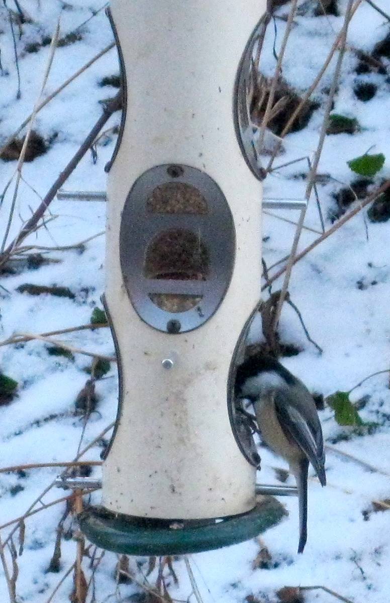 A chickadee is at the bird feeder!