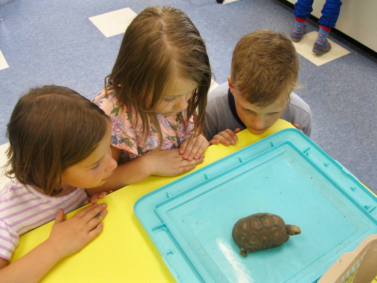 3 students observe baby tortoise.
