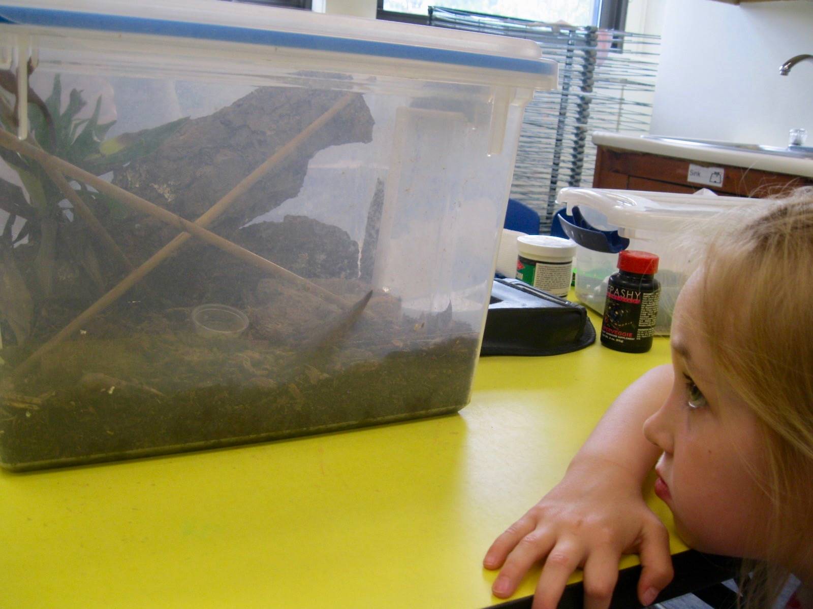 1 student watches a reptile in aquarium.