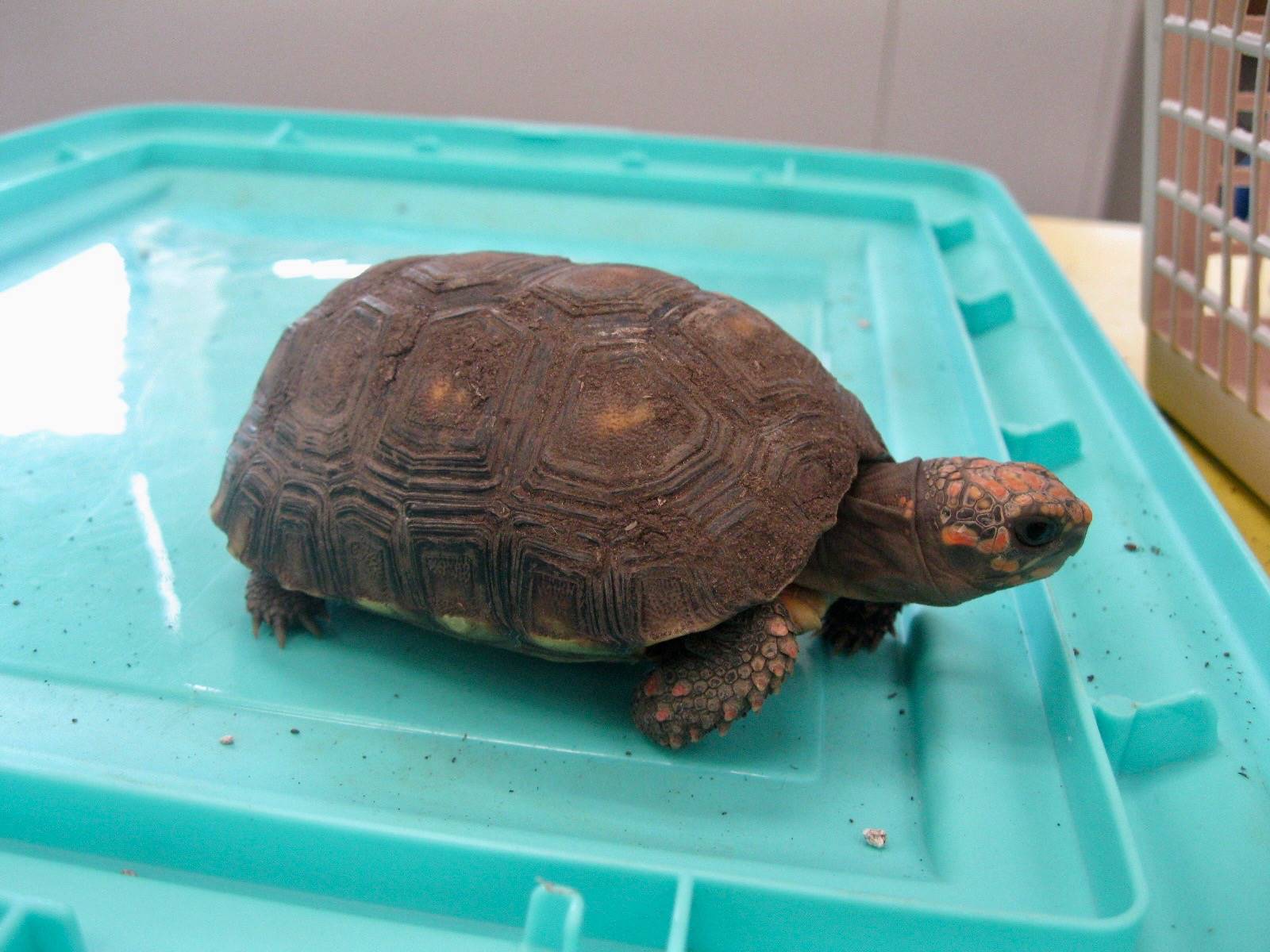 Baby tortoise.