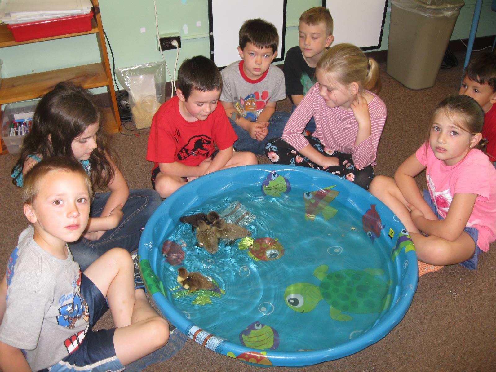 7 students  watch ducks swim in a pool.