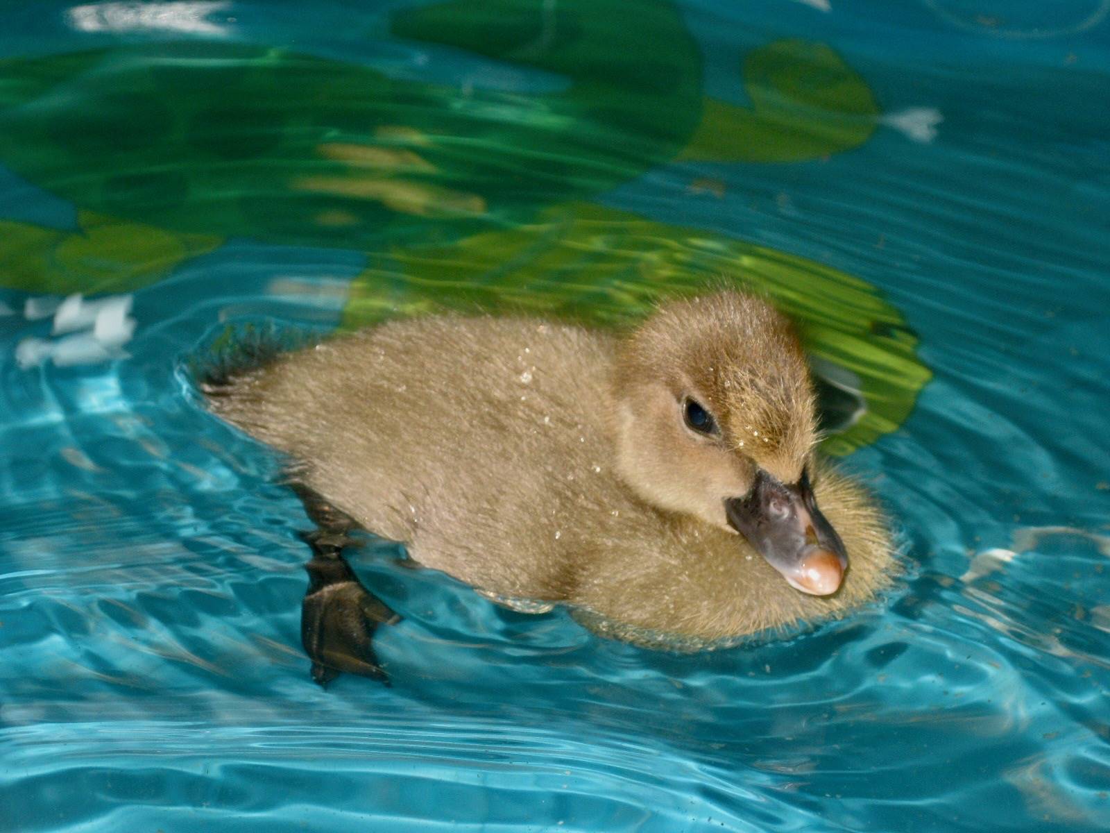 1 duckling swimming in a pool.
