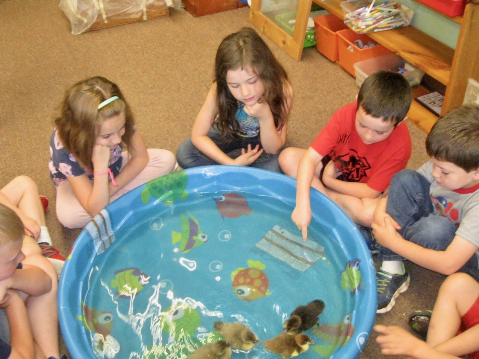 4 students watch ducks swim in a pool.