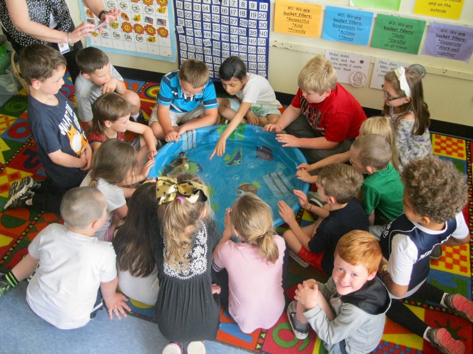 A class watches ducklings swim in a pool.