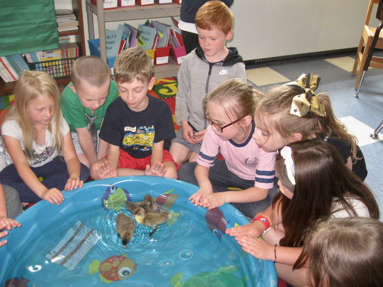 8 students watch ducklings swim in a pool.