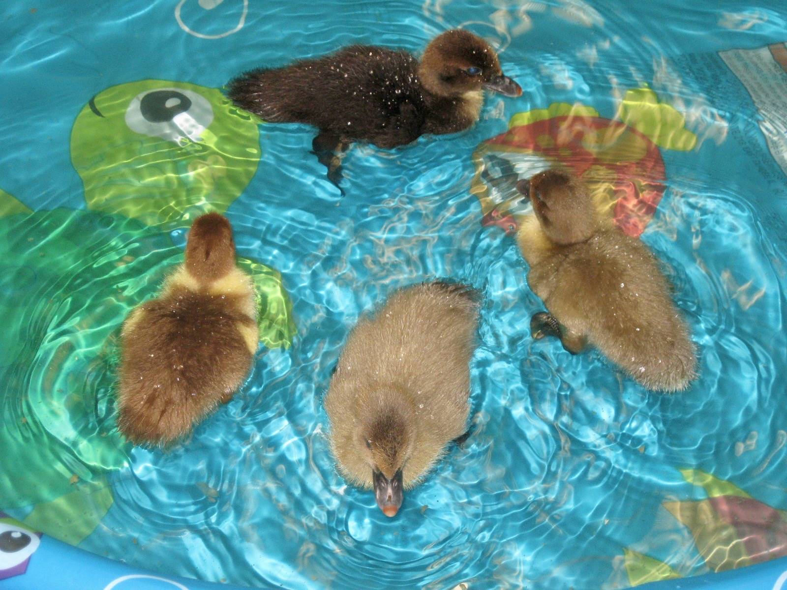 4 Ducklings swim in a pool.