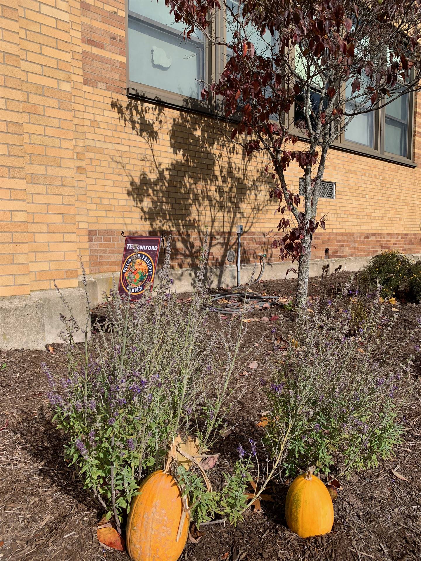 2 pumpkins nestled in a lavender plant outdoors.
