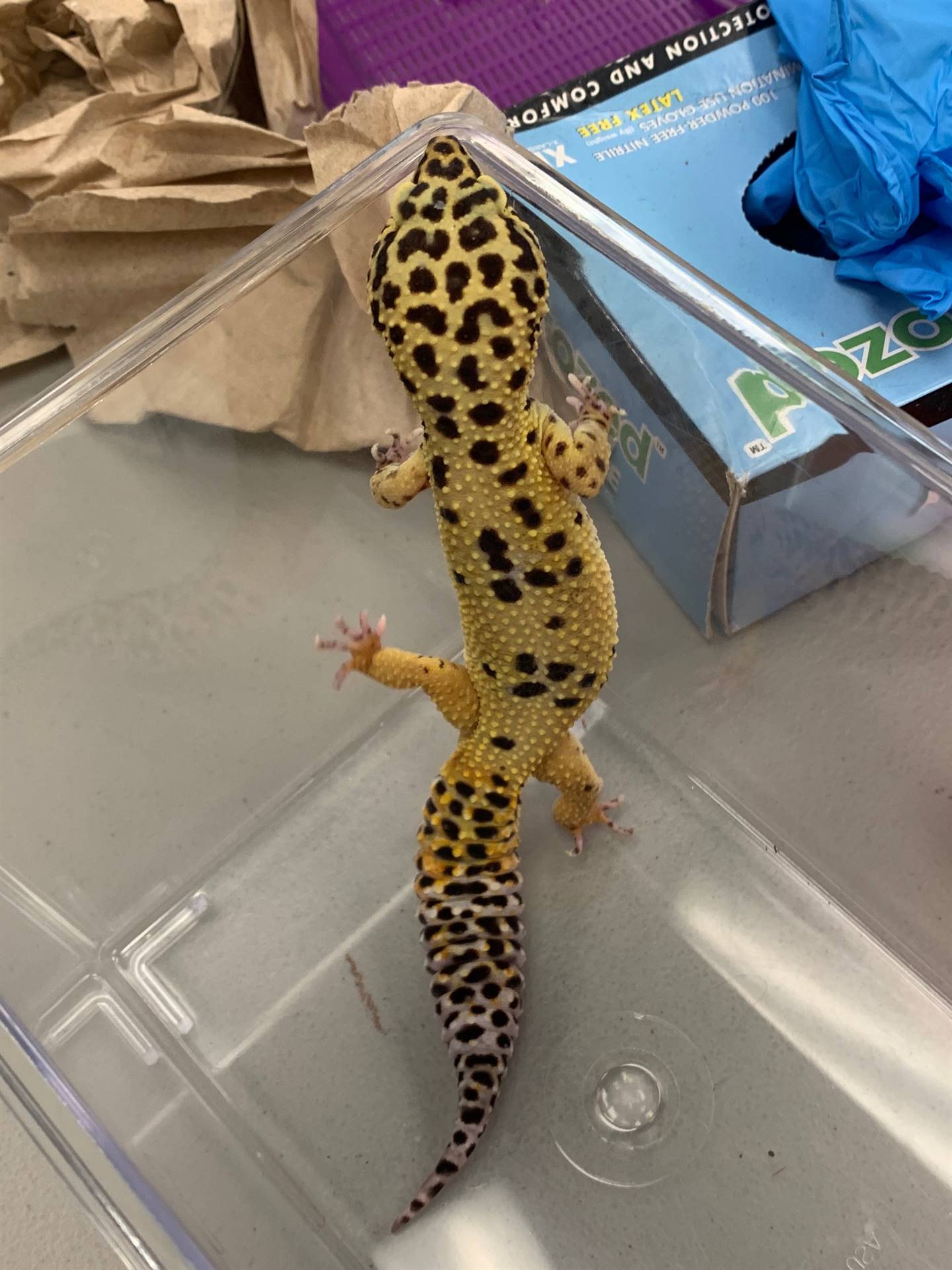 a yellow with black spots lizard