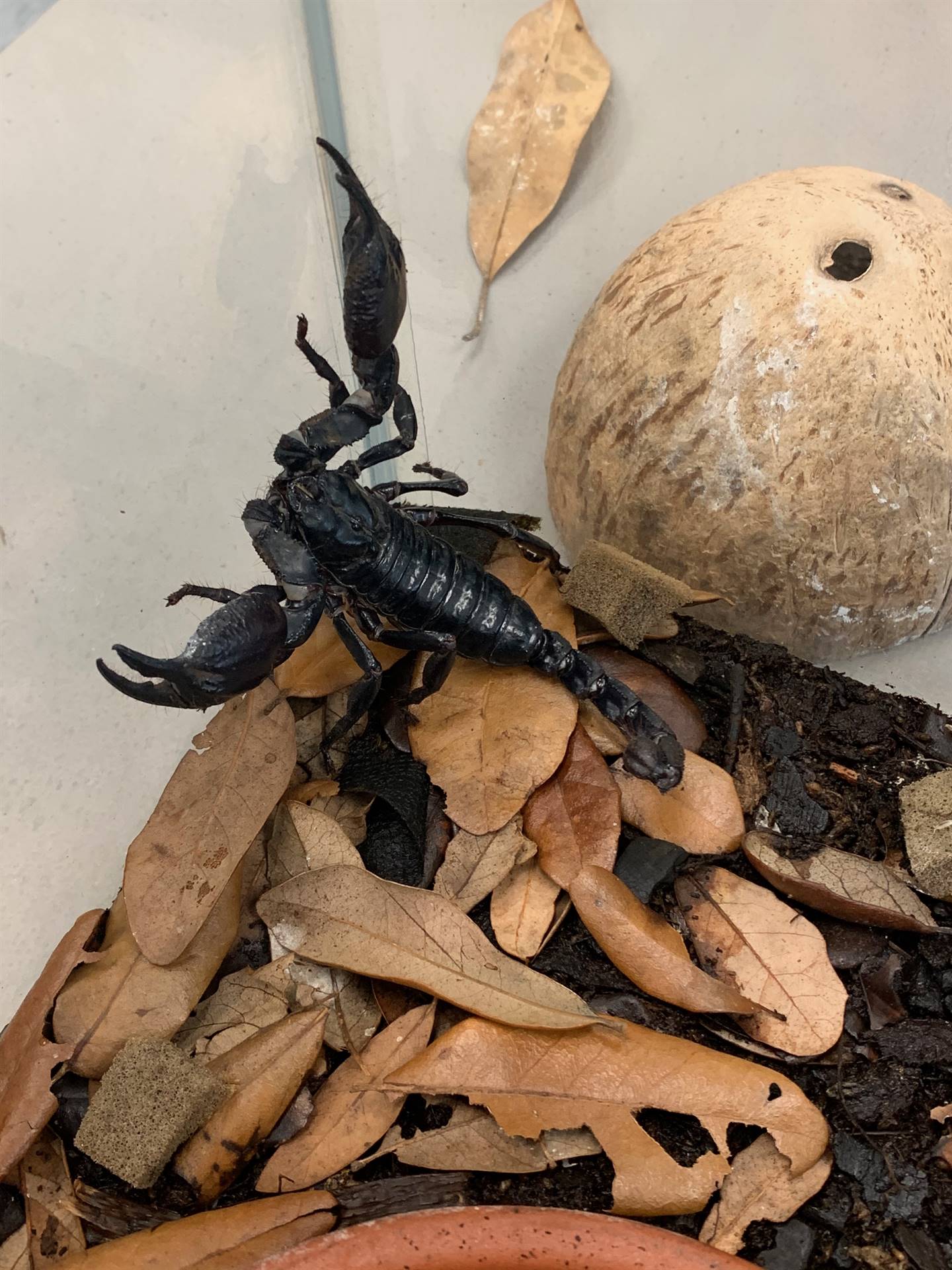  a black scorpion