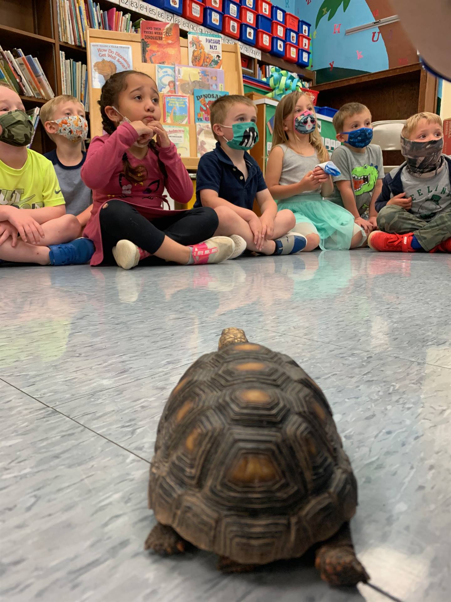 students watch a tortoise