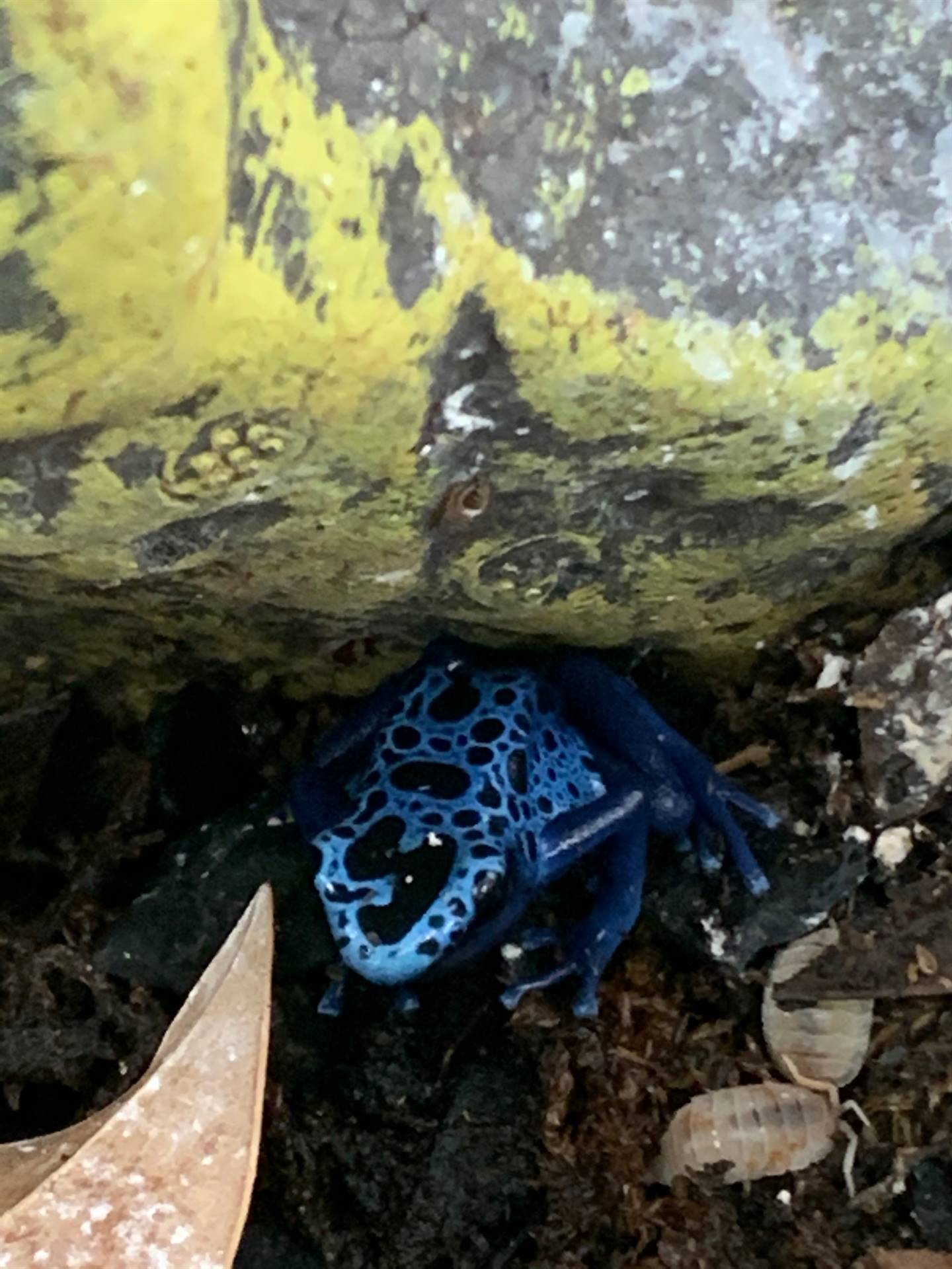 a blue poisonous dart frog