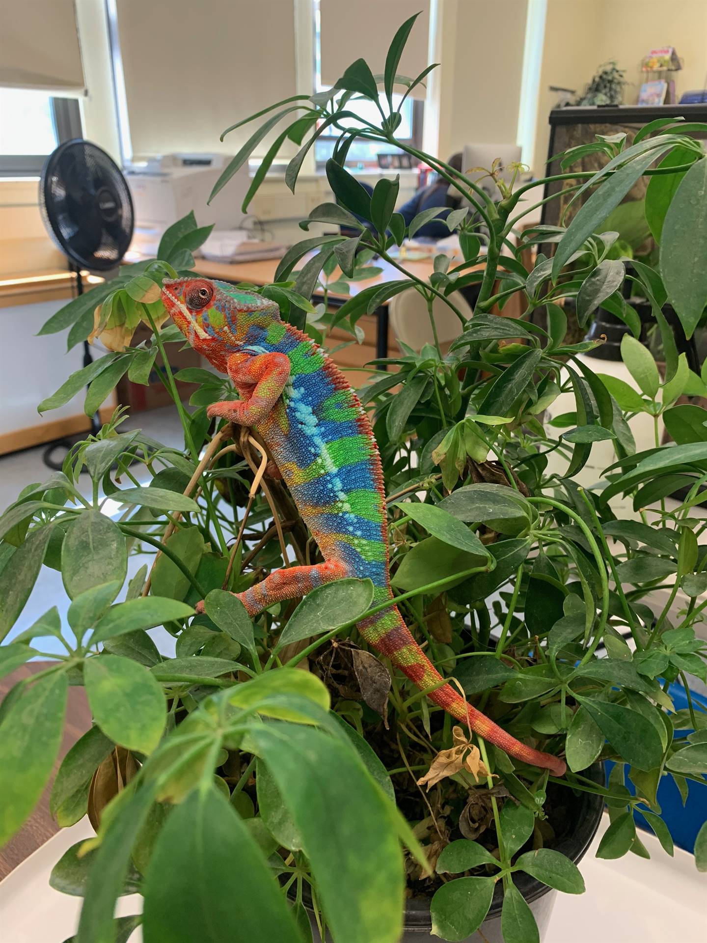 a rainbow colored chameleon