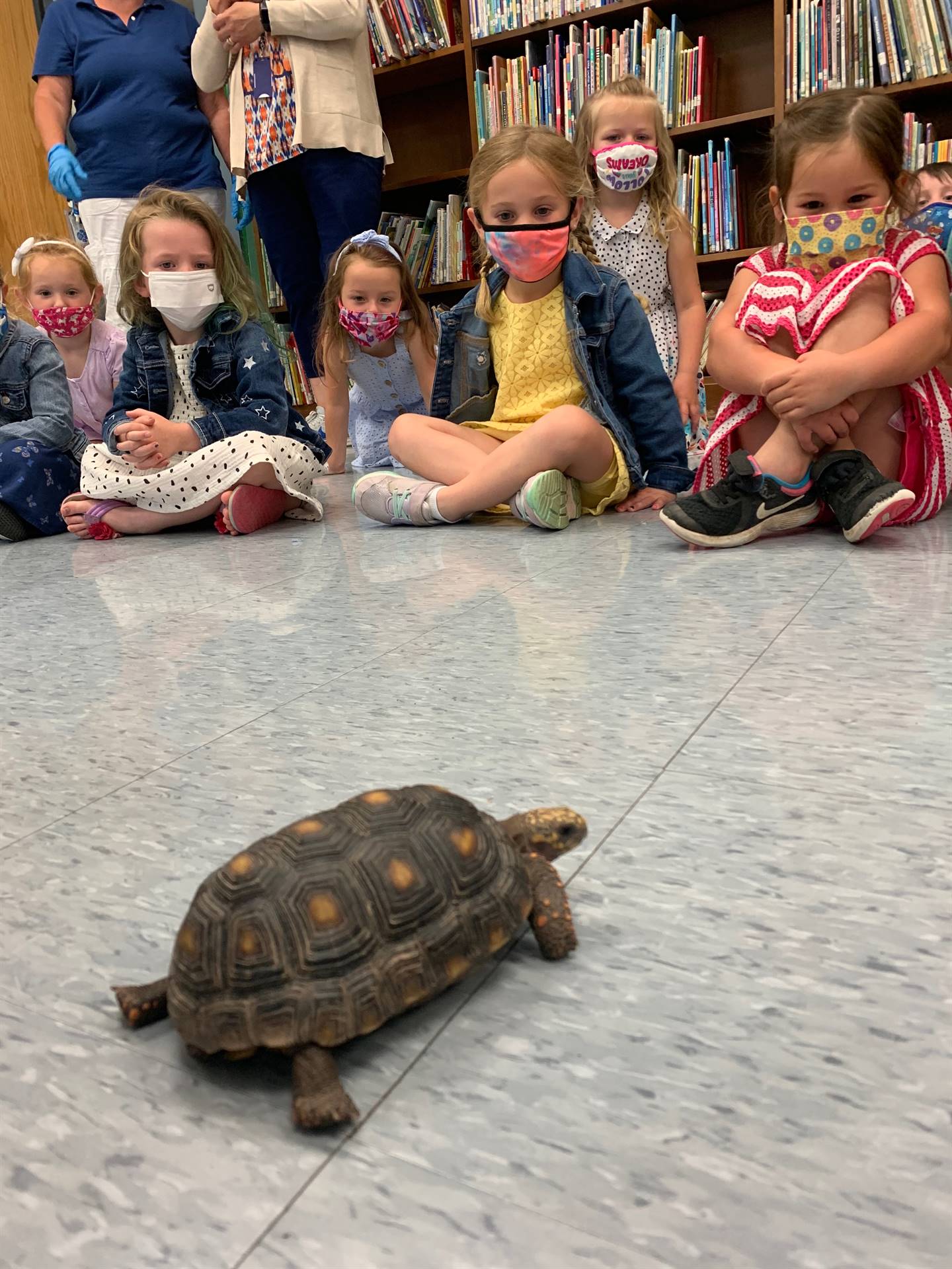 students watch a tortoise