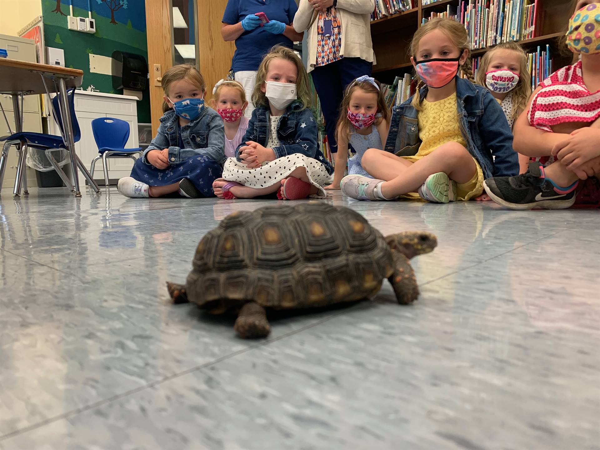 students watch a tortoise