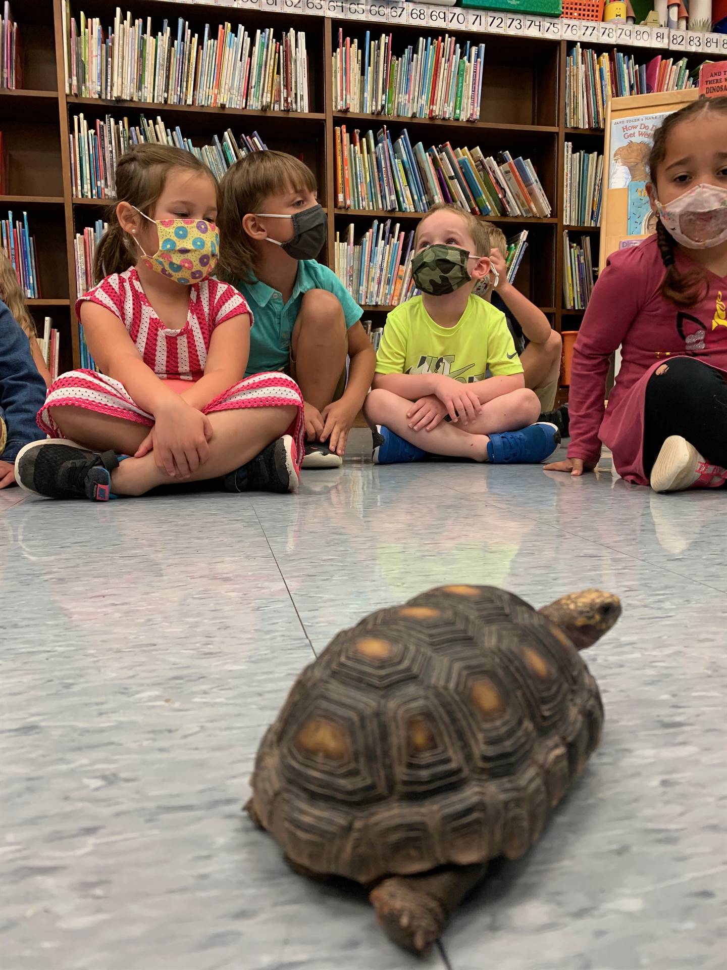 students watch a tortoise