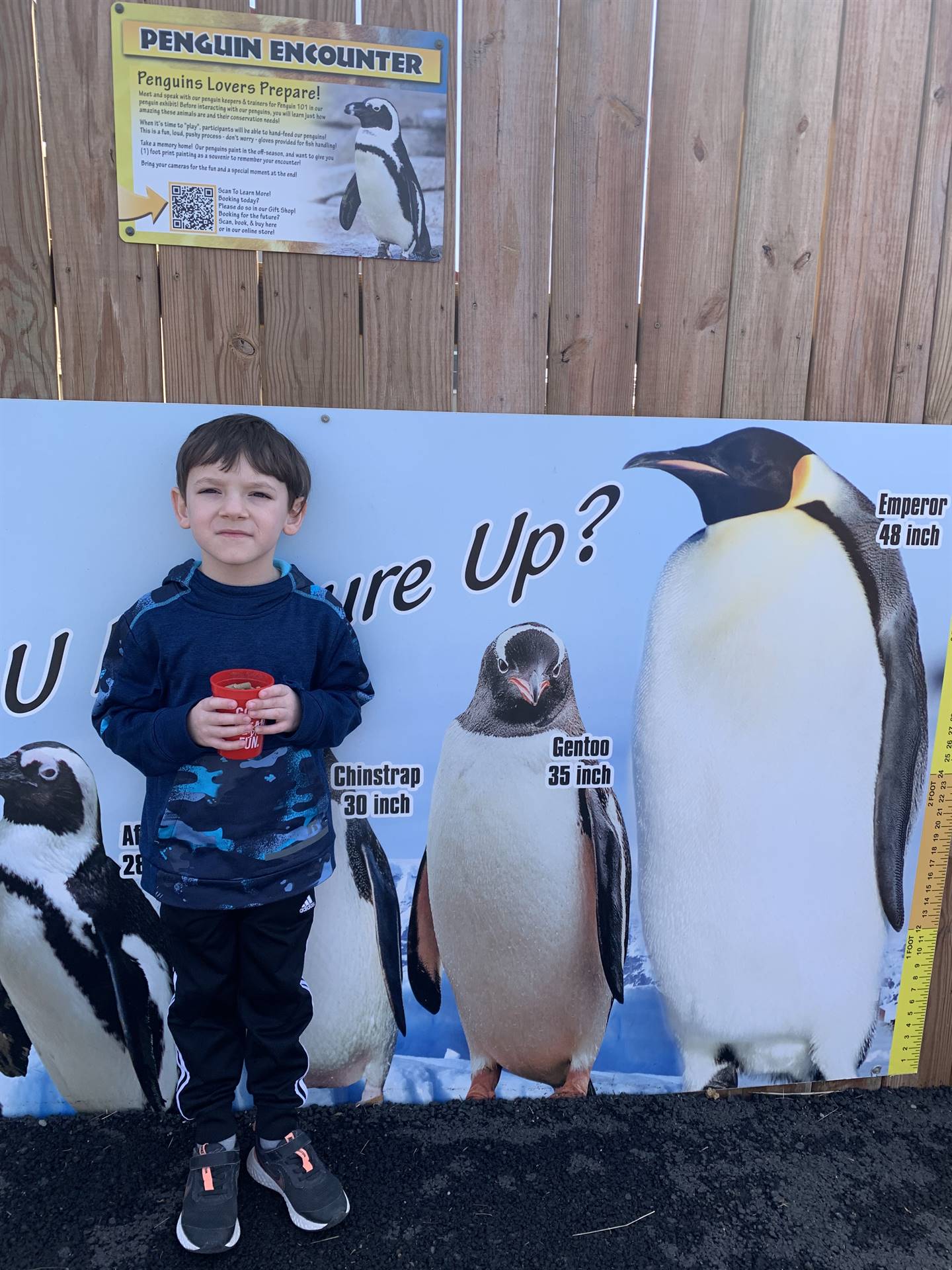 student standing next to a back drop of penguin pictures to show various penguin heights.