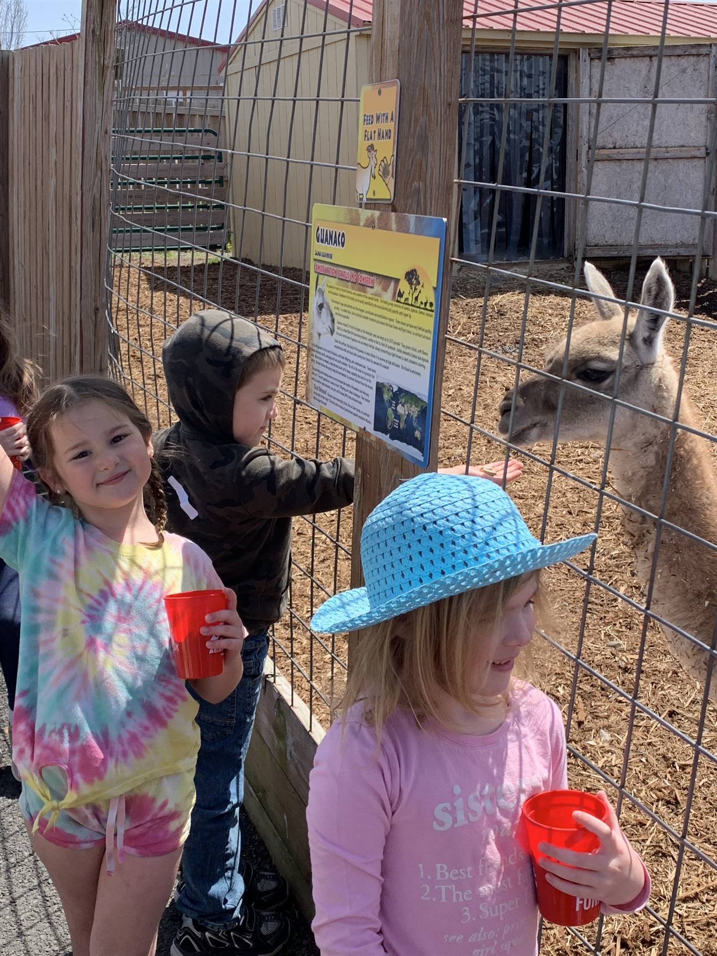 students feeding alpacas