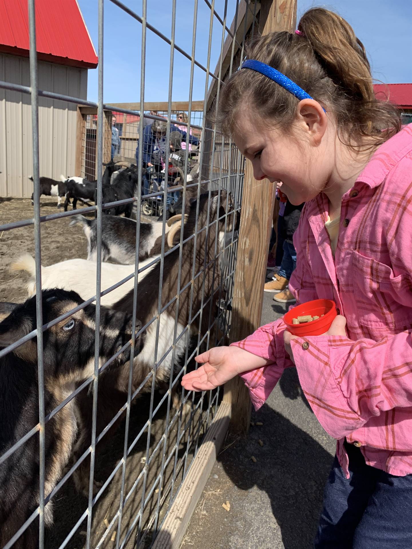 student feeding goats