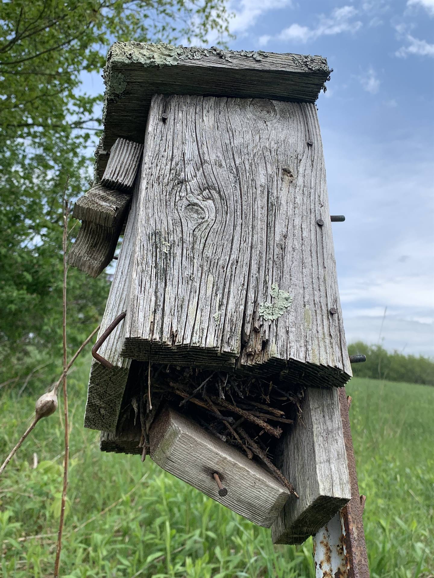 a bird house next to a field with bits of nesting materials sticking out.