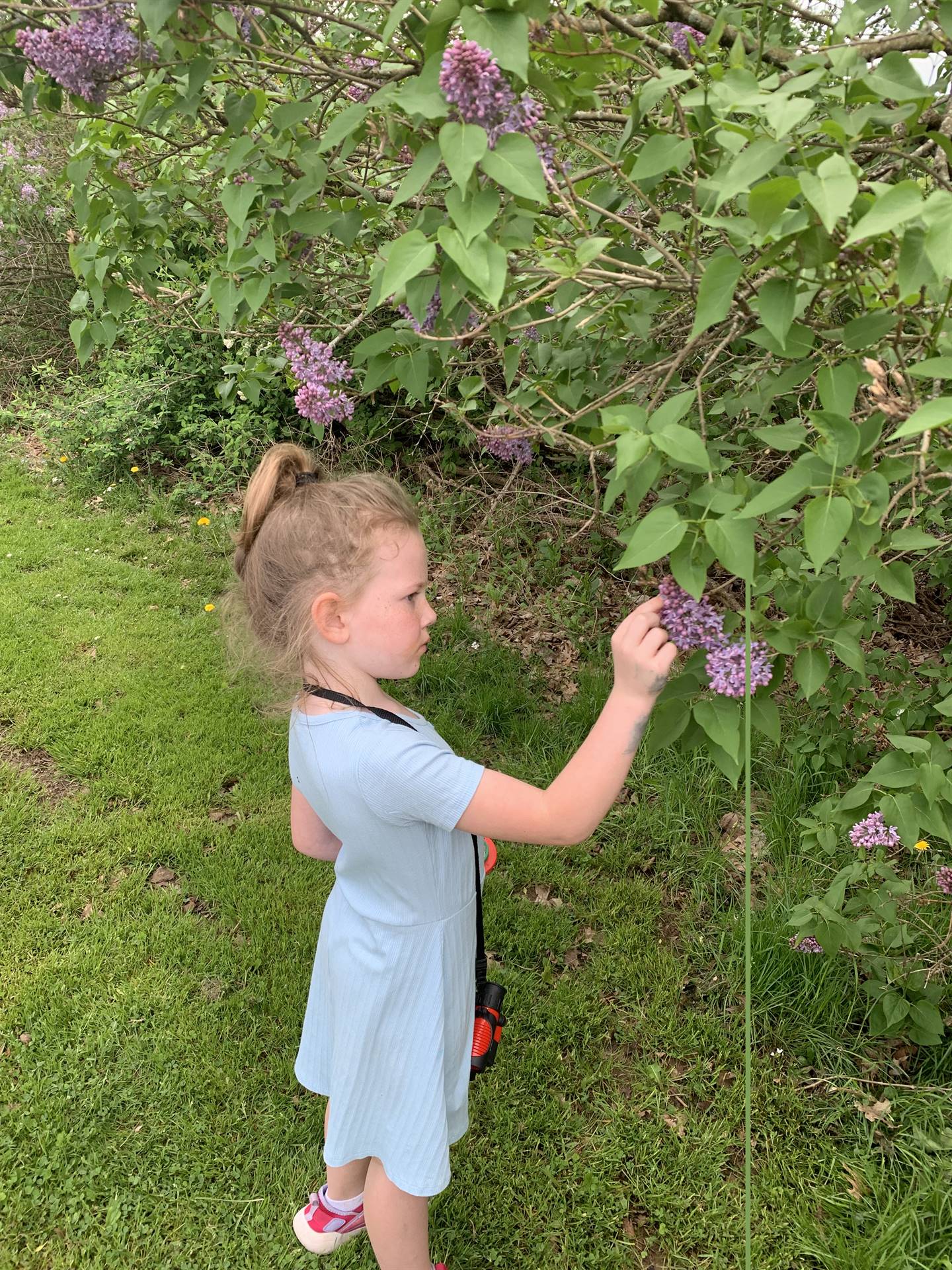 child touching lilacs