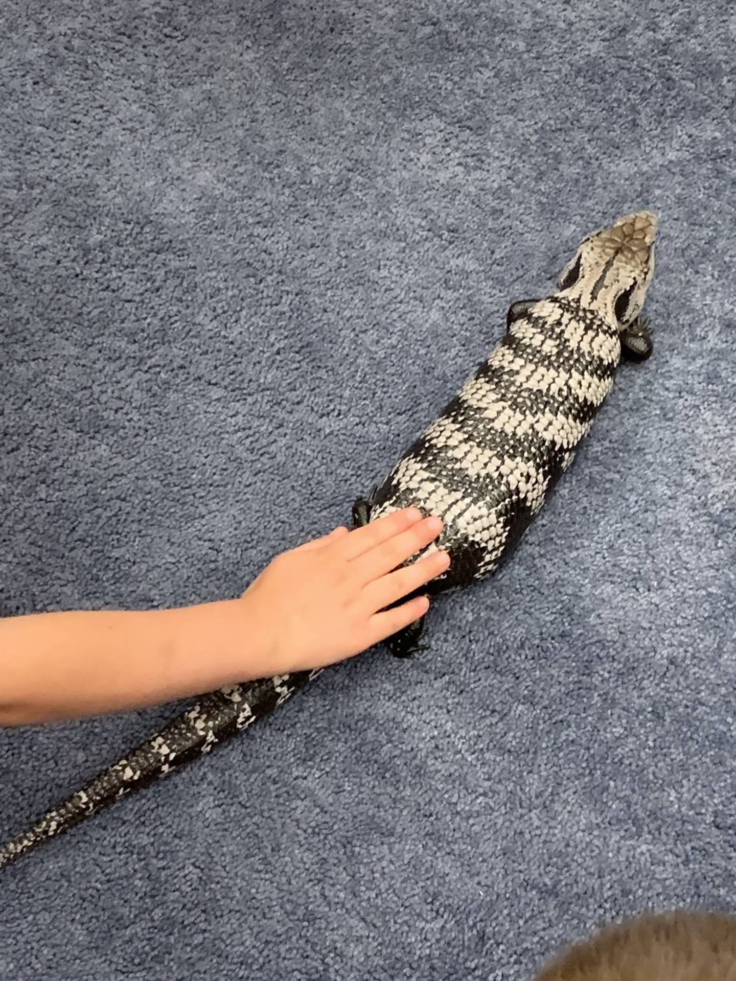 petting a blue tongued skink