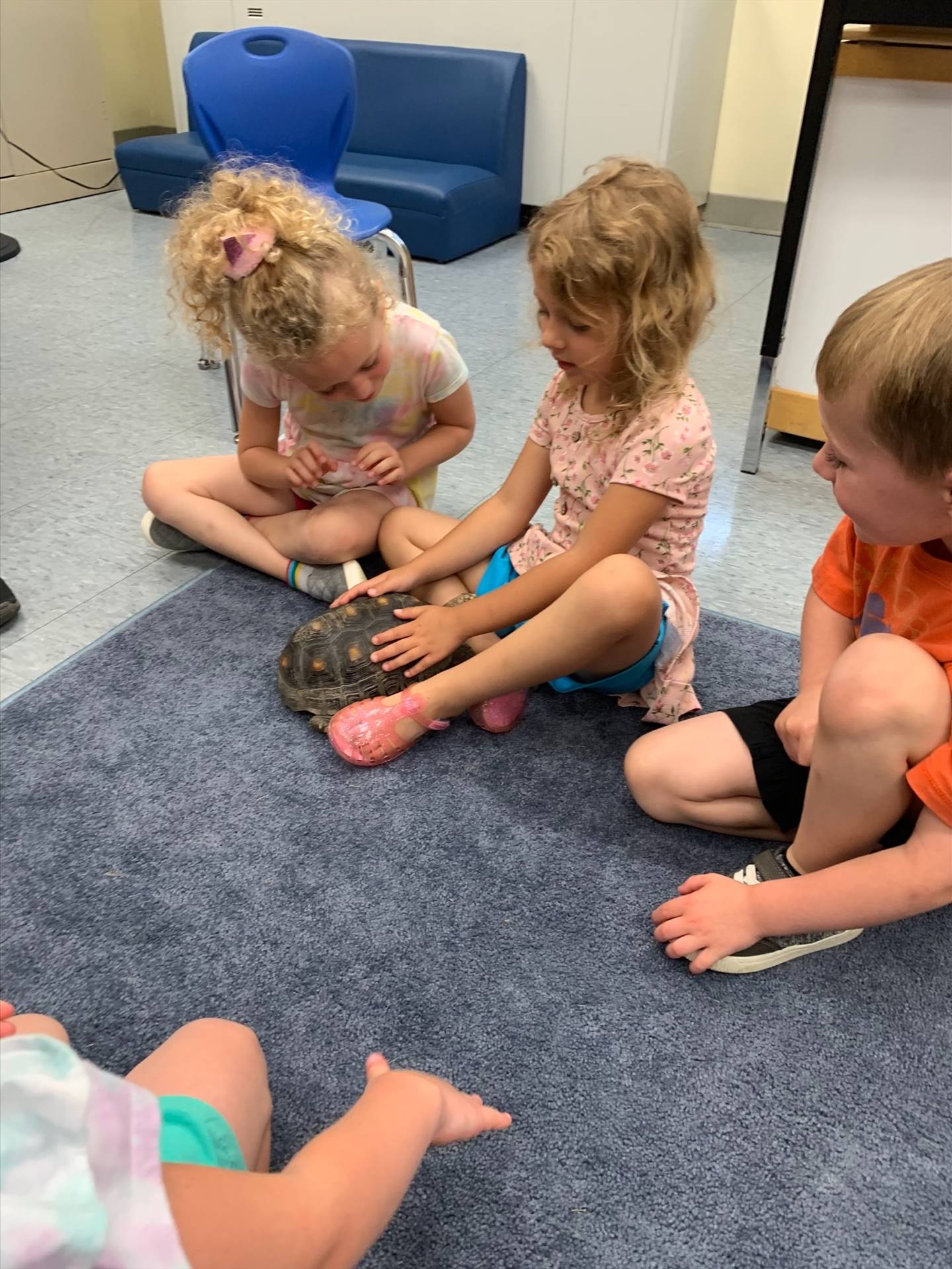 students touch a tortoise