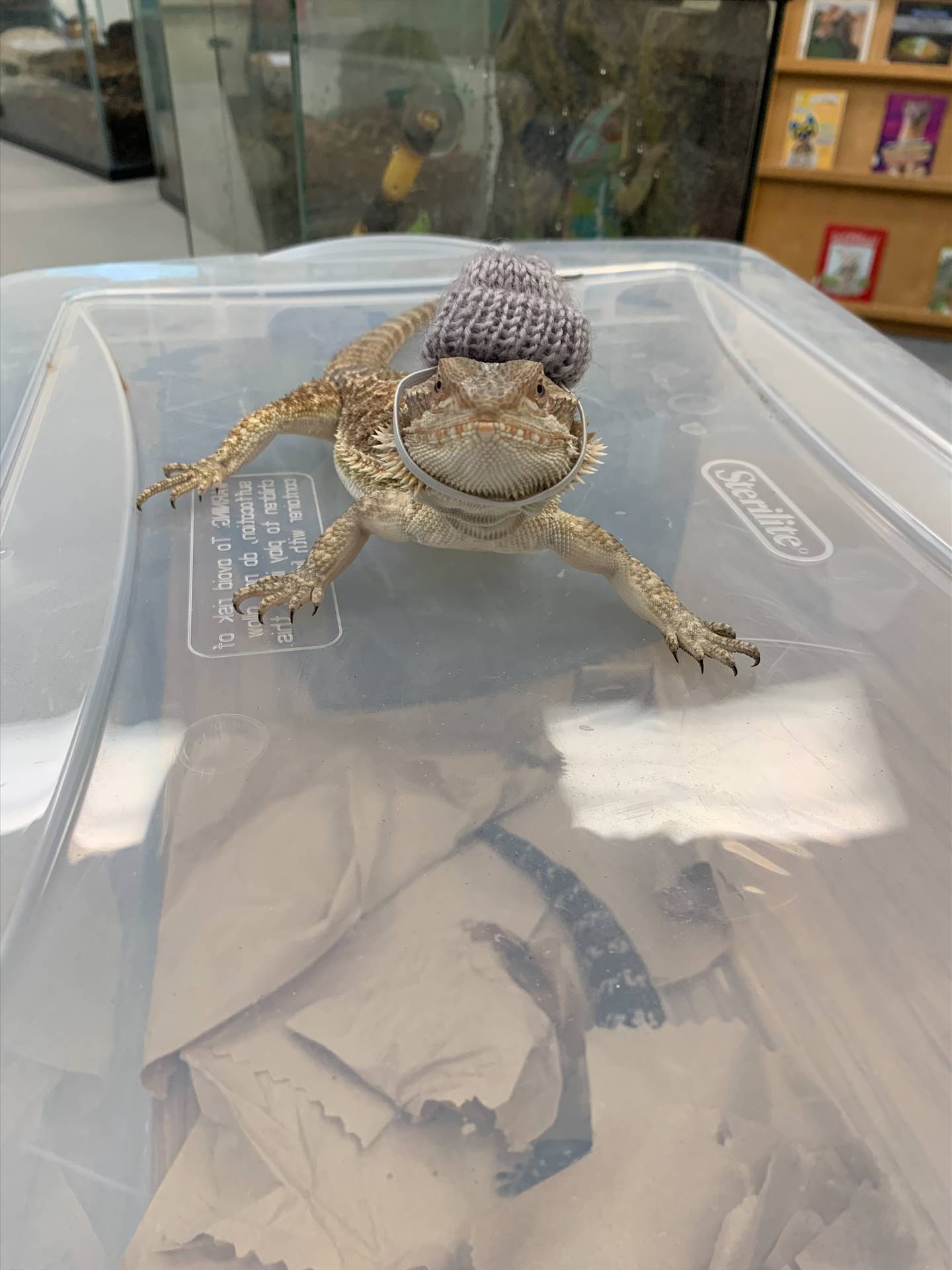 a lizard looks at camera with a tiny knitted hat on its head