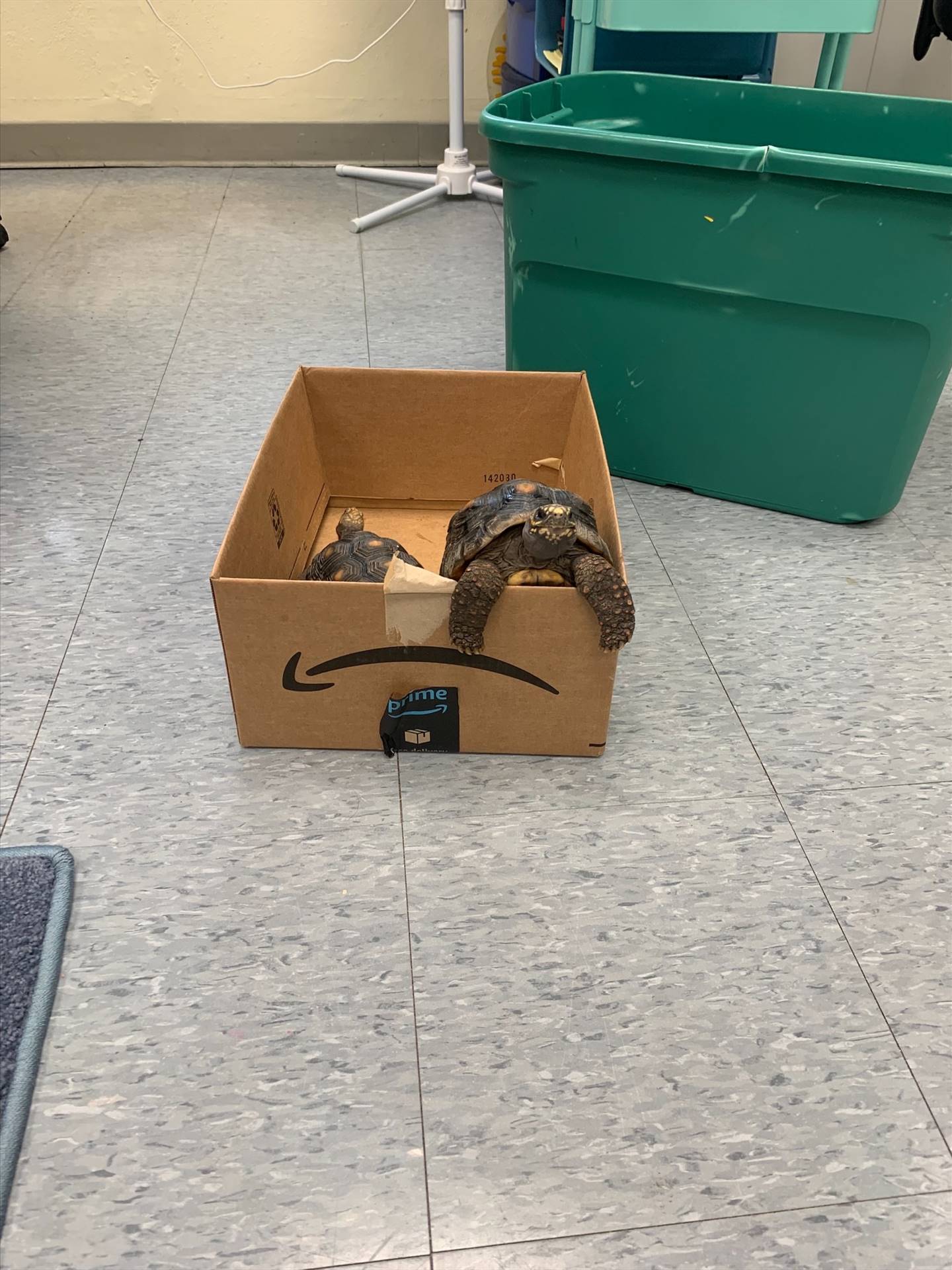 2 tortoises escaping from a box