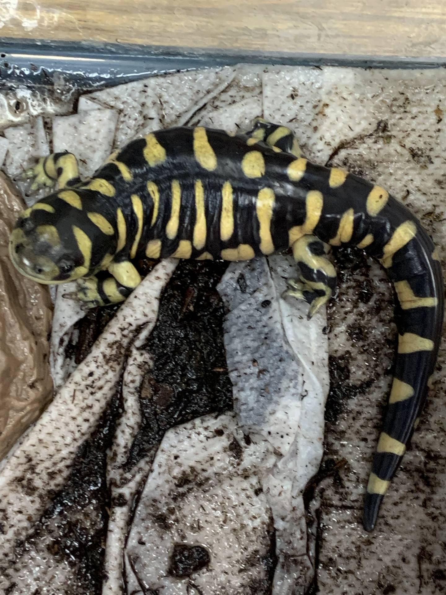 yellow and black tiger salamander